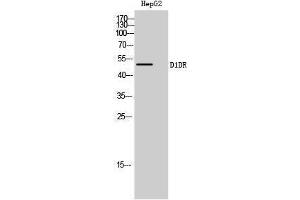 Western Blotting (WB) image for anti-Dopamine Receptor 1d (D1DR) (Internal Region) antibody (ABIN3174697) (D1DR 抗体  (Internal Region))