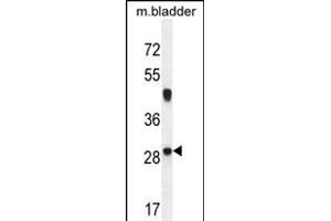 NCALD Antibody (C-term) (ABIN654452 and ABIN2844186) western blot analysis in mouse bladder tissue lysates (35 μg/lane). (NCALD 抗体  (C-Term))