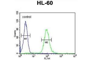 CSF2 Antibody (Center) flow cytometric analysis of HL-60 cells (right histogram) compared to a negative control cell (left histogram). (GM-CSF 抗体  (Middle Region))