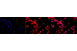 Immunocytochemistry/Immunofluorescence analysis using Rat Anti-HSF1 Monoclonal Antibody, Clone 10H8 (ABIN361703 and ABIN361704). (HSF1 抗体  (AA 378-395))