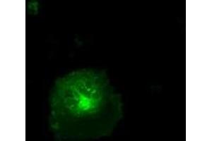 Anti-CD36 mouse monoclonal antibody (ABIN2452887) immunofluorescent staining of COS7 cells transiently transfected by pCMV6-ENTRY CD36 (RC203254). (CD36 抗体)