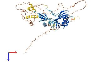 NXF3 Protein (AA 1-531) (His tag)