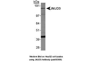 Image no. 1 for anti-Lysine (K)-Specific Demethylase 6B (Kdm6b) (AA 600-650) antibody (ABIN363676) (Kdm6b 抗体  (AA 600-650))