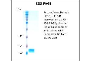 SDS-PAGE (SDS) image for Chemokine (C-C Motif) Ligand 14 (CCL14) (Active) protein (ABIN5509318) (CCL14 蛋白)