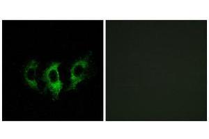 Immunofluorescence (IF) image for anti-G Elongation Factor, Mitochondrial 2 (GFM2) (Internal Region) antibody (ABIN1851286) (GFM2 抗体  (Internal Region))