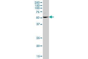 UBXD8 MaxPab polyclonal antibody. (FAF2 抗体  (AA 1-445))
