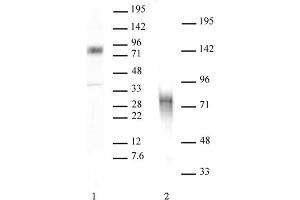 MBD1 antibody tested by Western blot.