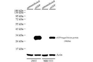 Western blot analysis of eGFP (ABIN7073829),at dilution of 1: 500,Lane 1: 293T cell lysate,Lane 2: 293T with eGFP cell lysate,Lane 3: NIH/3T3 cell lysate,Lane 4: NIH/3T3 with eGFP cell lysate (eGFP 抗体)