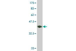 Western Blotting (WB) image for anti-HNF1 Homeobox B (HNF1B) (AA 29-118) antibody (ABIN520767)