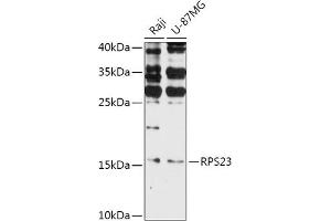 Western blot analysis of extracts of various cell lines, using RPS23 antibody (ABIN7270019) at 1:1000 dilution. (RPS23 抗体  (AA 40-120))