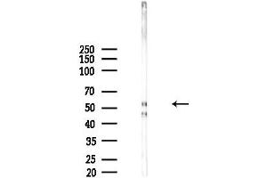 Western blot analysis of lysates from Mouse brain, using DYRK4 Antibody at 1/1000 dilution.