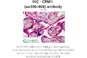 Image no. 1 for anti-Exportin 1 (XPO1) (AA 390-408) antibody (ABIN1733319) (XPO1 抗体  (AA 390-408))