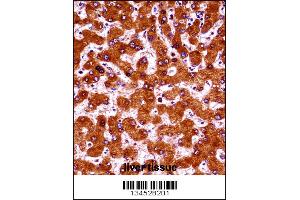 UBE4A Antibody immunohistochemistry analysis in formalin fixed and paraffin embedded human liver tissue followed by peroxidase conjugation of the secondary antibody and DAB staining. (UBE4A 抗体  (AA 451-479))