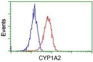 Flow cytometric Analysis of Hela cells, using anti-CYP1A2 antibody (ABIN2452929), (Red), compared to a nonspecific negative control antibody (ABIN2452929), (Blue). (CYP1A2 抗体)