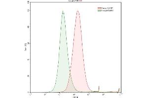 Detection of CYTH1 in Raji human Burkitt's lymphoma cell line using Polyclonal Antibody to Cytohesin 1 (CYTH1) (Cytohesin 1 抗体  (AA 1-398))