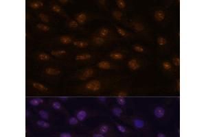 Immunofluorescence analysis of C6 cells using MYOD1 Polyclonal Antibody at dilution of 1:100. (MYOD1 抗体)