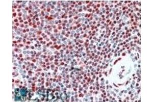 Image no. 2 for anti-Interleukin Enhancer Binding Factor 2, 45kDa (ILF2) (C-Term), (Internal Region) antibody (ABIN374823) (ILF2 抗体  (C-Term, Internal Region))