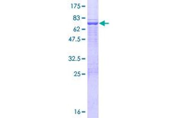 RTCD1 Protein (AA 1-366) (GST tag)