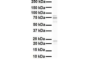 Western Blotting (WB) image for anti-Ras Homolog Gene Family, Member T1 (RHOT1) (N-Term) antibody (ABIN2782020)