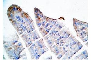 Mouse intestine tissue was stained by Rabbit Anti-Oxyntomodulin (H,M,R) Antibody (OXM 抗体)