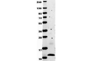 Anti-human MCP-1 by western blot shows detection of recombinant human MCP-1 raised in E. (CCL2 抗体)