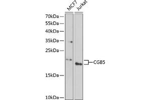 Western blot analysis of extracts of various cell lines, using CGB5 antibody (ABIN6132186, ABIN6138473, ABIN6138474 and ABIN6222148) at 1:1000 dilution. (CGB5 抗体  (AA 20-165))
