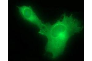 Immunofluorescence (IF) image for anti-Hydroxysteroid (17-Beta) Dehydrogenase 4 (HSD17B4) antibody (ABIN2715561) (HSD17B4 抗体)