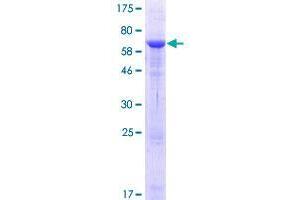 VPS26B Protein (AA 1-336) (GST tag)