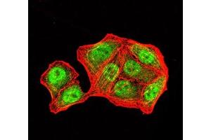 Immunofluorescence analysis of Hela cells using PMS2 mouse mAb (green). (PMS2 抗体  (AA 748-851))