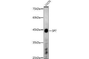 Western blot analysis of extracts of U2OS cells, using SP7 antibody (ABIN7270510) at 1:1000 dilution. (SP7 抗体)