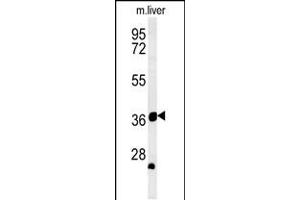 TRAF1 Antibody (N-term) (ABIN657867 and ABIN2846823) western blot analysis in mouse liver tissue lysates (35 μg/lane).