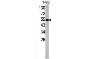 Image no. 1 for anti-Eukaryotic Translation Elongation Factor 1 alpha 1 (EEF1A1) (N-Term) antibody (ABIN452936) (eEF1A1 抗体  (N-Term))