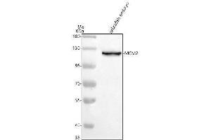 Western blot analysis of MCM2 using anti-MCM2 antibody (AZA0A0R4IF65).