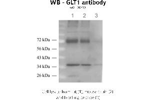 Image no. 1 for anti-Solute Carrier Family 1 (Glial High Affinity Glutamate Transporter), Member 2 (SLC1A2) (C-Term) antibody (ABIN346978) (SLC1A2 抗体  (C-Term))