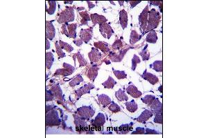 HSB Antibody (N-term) (ABIN657502 and ABIN2846527) immunohistochemistry analysis in formalin fixed and paraffin embedded human skeletal muscle followed by peroxidase conjugation of the secondary antibody and DAB staining. (HSPA12B 抗体  (N-Term))