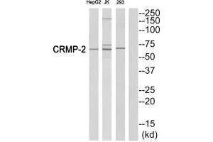 Western blot analysis of extracts from HepG2 cells, Jurkatcells and 293 cells, using CRMP-2 (Ab-522)antibody. (DPYSL2 抗体  (C-Term))