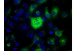 Anti-C17orf28 mouse monoclonal antibody (ABIN2452861) immunofluorescent staining of COS7 cells transiently transfected by pCMV6-ENTRY C17orf28 (RC206740). (HID1/DMC1 抗体)