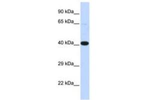 Image no. 1 for anti-Heat Shock Transcription Factor 2 Binding Protein (HSF2BP) (AA 72-121) antibody (ABIN6742528) (HSF2BP 抗体  (AA 72-121))