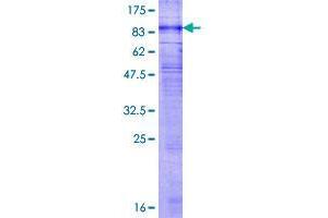 GPR176 Protein (AA 1-515) (GST tag)