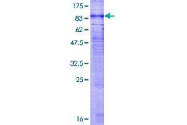 GPR176 Protein (AA 1-515) (GST tag)