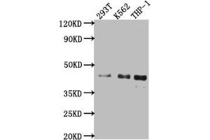 Western Blot Positive WB detected in: 293T whole cell lysate, K562 whole cell lysate, THP-1 whole cell lysate All lanes: Islet1 antibody at 1:1000 Secondary Goat polyclonal to rabbit IgG at 1/50000 dilution Predicted band size: 40 kDa Observed band size: 40 kDa (Recombinant ISL1 抗体)