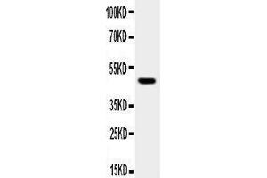 Anti-JNK1 antibody, Western blotting WB:  Cell Lysate