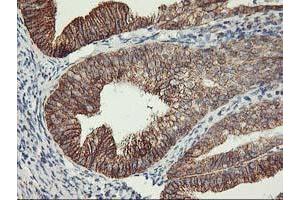 Image no. 4 for anti-TNF Receptor-Associated Protein 1 (TRAP1) antibody (ABIN1501499)