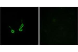 Immunofluorescence analysis of HepG2 cells, using GPR150 Antibody. (GPR150 抗体  (AA 361-410))