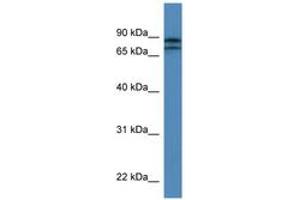 Image no. 1 for anti-Kelch-Like 22 (KLHL22) (AA 175-224) antibody (ABIN6746879) (KLHL22 抗体  (AA 175-224))