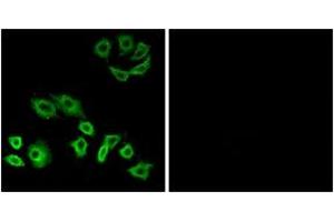 Immunofluorescence analysis of A549 cells, using RhoH Antibody. (RHOH 抗体  (AA 141-190))