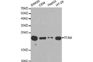 Western blot analysis of extracts of various cell lines, using TFAM antibody (ABIN5970991) at 1/1000 dilution. (TFAM 抗体)