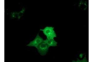 Anti-DYNC1LI1 mouse monoclonal antibody (ABIN2452969) immunofluorescent staining of COS7 cells transiently transfected by pCMV6-ENTRY DYNC1LI1 (RC222010). (DYNC1LI1 抗体)