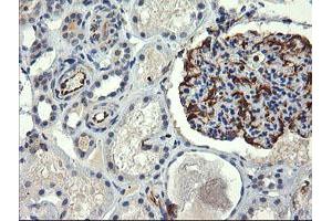 Image no. 1 for anti-COP9 Signalosome Complex Subunit 6 (COPS6) (AA 58-327) antibody (ABIN1491601) (COPS6 抗体  (AA 58-327))