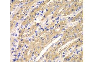 Immunohistochemistry of paraffin-embedded Mouse kidney using ERGIC2 Polyclonal Antibody at dilution of 1:100 (40x lens). (ERGIC2 抗体)